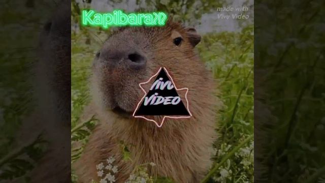 #phonk  Hahaha  про капибару ха-ха-ха