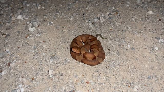 Copperhead Strike! смотреть онлайн