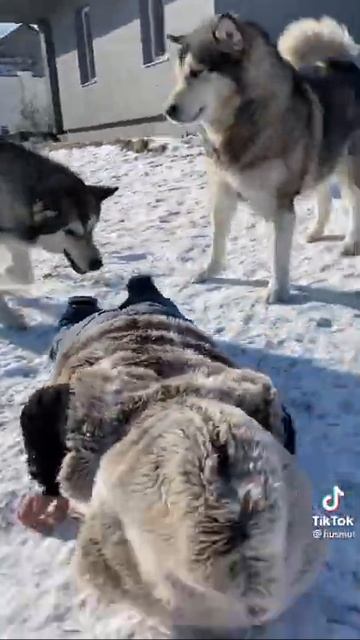 Собаки напали на человека смотреть онлайн