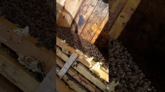 пересадка в новый улей смотреть онлайн