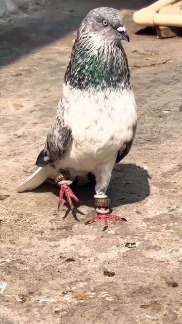 Pigeon Mating #Short смотреть онлайн