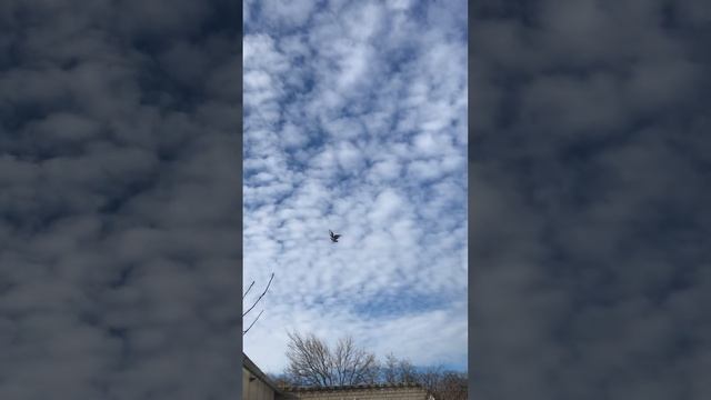 Турецкая Такла в Пятигорске. 01.01.23 гон молодёжи. смотреть онлайн