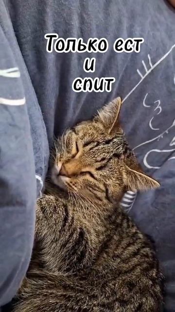 Что там за педро педро?) #кошки #cat #catshorts #youtube #рекомендации #дети #дочь #топ #shorts #yt смотреть онлайн