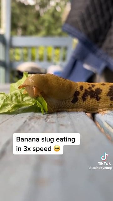 banana slug eating смотреть онлайн