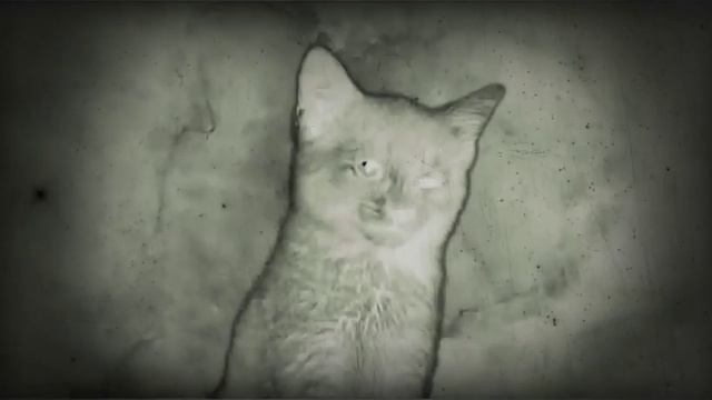 Песня котиков смотреть онлайн