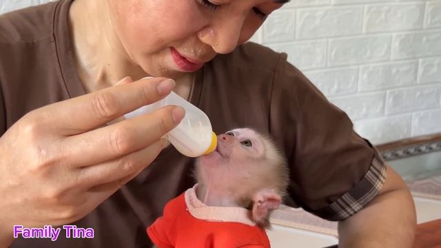 Baby Monkey Tina Shows Special Affection For Her Mother For Some Reason