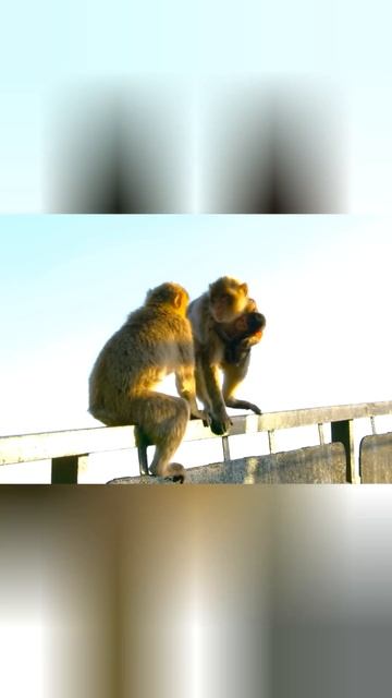 Обезьяны-похитительницы детей! смотреть онлайн