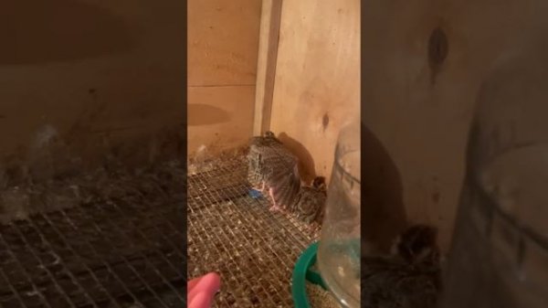 Перепела. Пересадка из брудера в клетку, в возрасте 2 недели