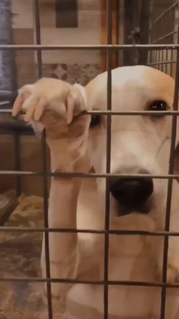 Ника предали, но он, все равно верит людям! #помощьживотным смотреть онлайн