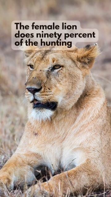 Some weird and wonderful fun facts for your weekend! #animals #animallover #nature #naturelover #fu смотреть онлайн