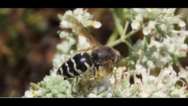 Bembix rostrata wasp Greece by Theo смотреть онлайн