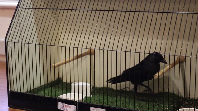 Staffordshire British Bird & Mule Club Show 2022 смотреть онлайн