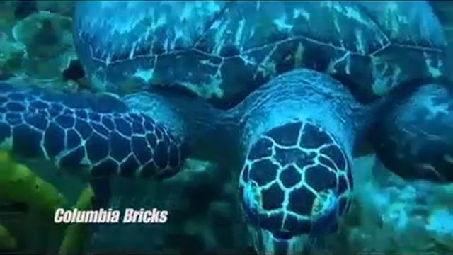 CozumelDiveDay1 - Mike and Teresa Guzzi смотреть онлайн