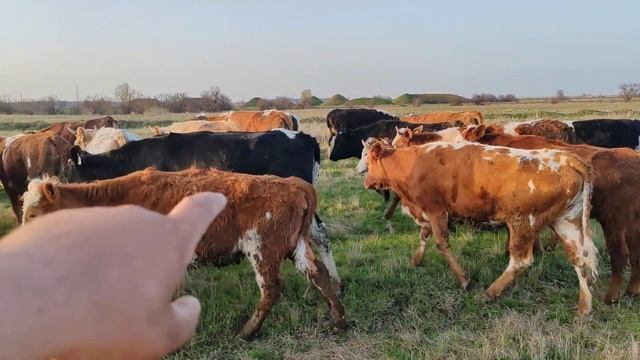 хамакаса ина лаика бзанен ку чхелан моло дар полияа уже каштан сар кардан смотреть онлайн