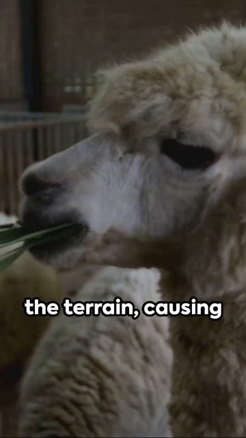 Alpaca interesting facts #alpaca #alpacafacts #animals смотреть онлайн