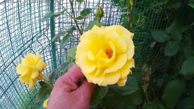 Трёхосевой стабилизатор смотреть онлайн