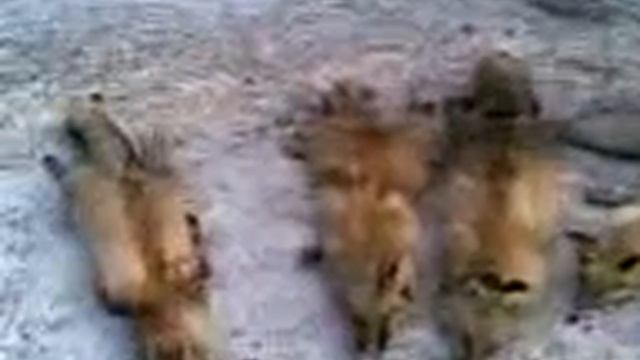 казахская охота на лис с тазы эпизод 2 смотреть онлайн