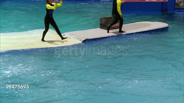 dolphin dance #dolphin #playing dolphin #dolphin show смотреть онлайн