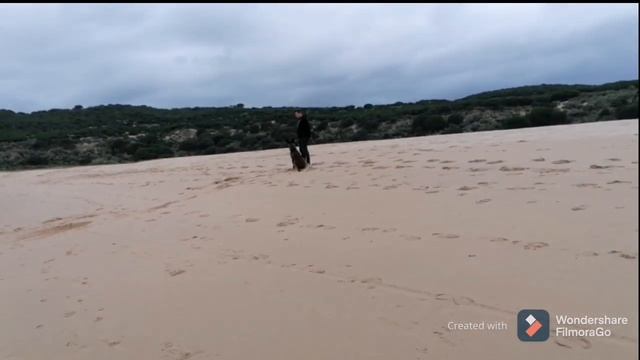 Obediencia básica canina con perro pastor belga malinois de 1 año 7 meses de edad. смотреть онлайн