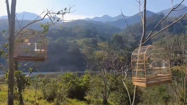 Seu tico tico vai cantar mais com esse vídeo! смотреть онлайн