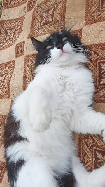 Кот Кузя как маленькая пушистая плюшевая игрушка #кошки #кот #животные смотреть онлайн