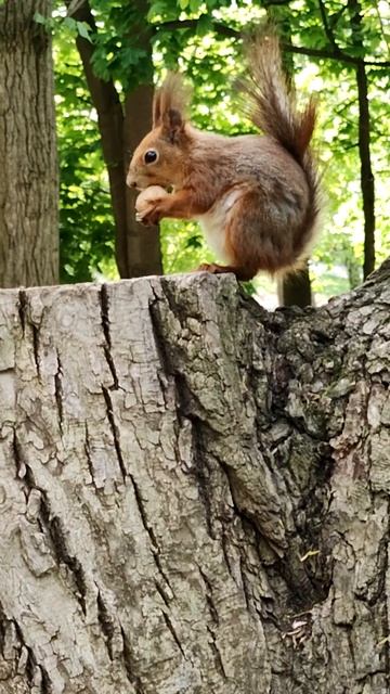 Белка вскрывает орех. Squirrel opens a nut #shorts #squirrel #белка #animals #nature #nut смотреть онлайн