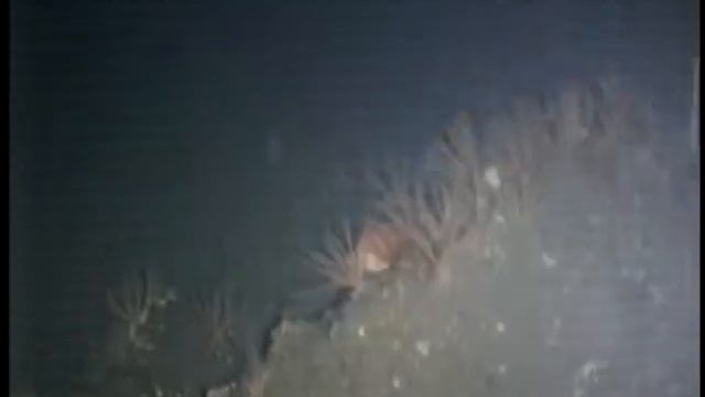 Rockfish смотреть онлайн