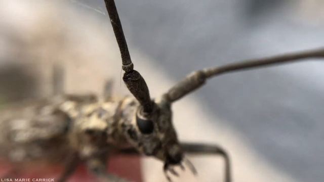 Male Northeastern Pine Sawyer Beetle - Monochamus notates - Macro HD смотреть онлайн