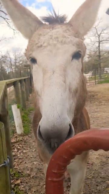 Feeding Cookies to Mammoth Donkeys 🍪 смотреть онлайн