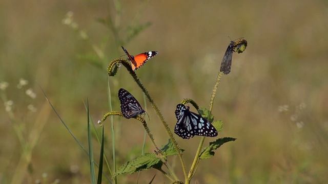 Plain Tiger and Glassy Tiger Butterflies смотреть онлайн