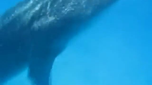 Snorkeling with Whale Shark in Maldives смотреть онлайн