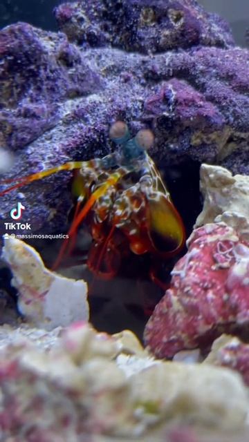WHAT ARE MANTIS SHRIMPS AFRAID OF? смотреть онлайн