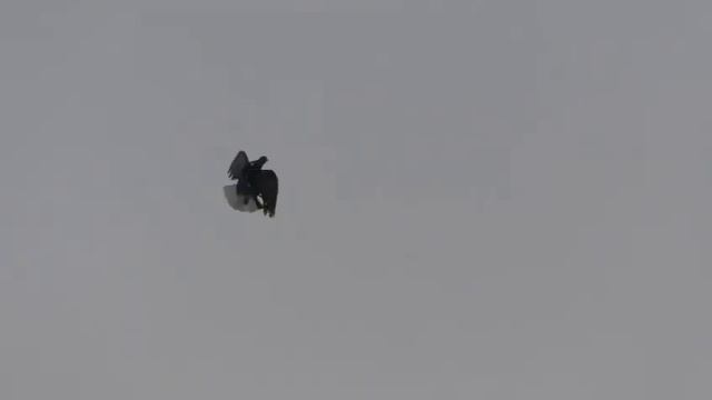 СВГ Голуби зимняя молодёжь смотреть онлайн