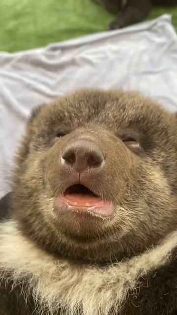 😘SUBSCRIBE😘 #babybear смотреть онлайн