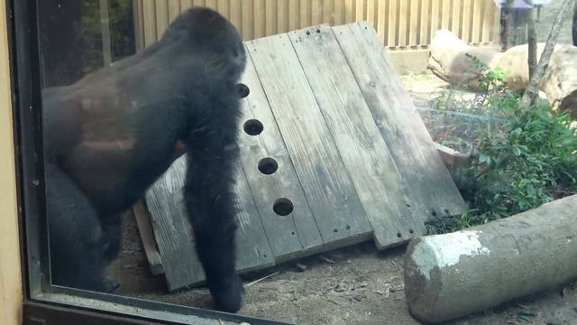 Premature rebellion?! Little Gorilla Kintaro rebels against Mom Genki. 【Momotaro family смотреть онлайн