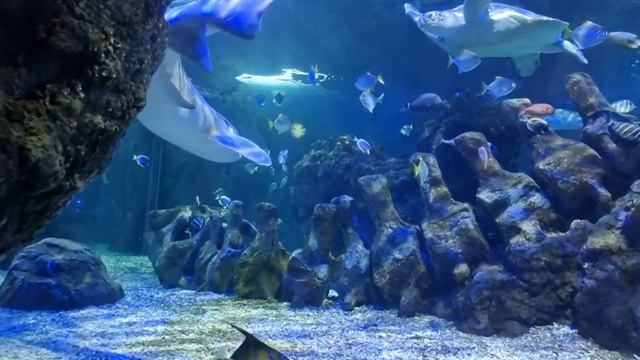 SEA LIFE Benalmadena 4K video смотреть онлайн
