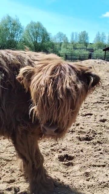 дикобраз смотреть онлайн