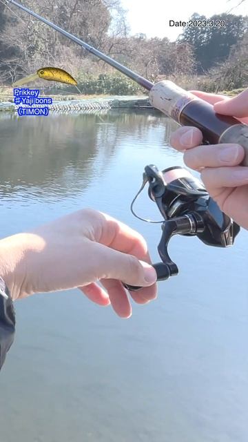 【AREA TROUT Fishing】Prikkey ♯Yaji bons （TIMON）2023.3.20 смотреть онлайн