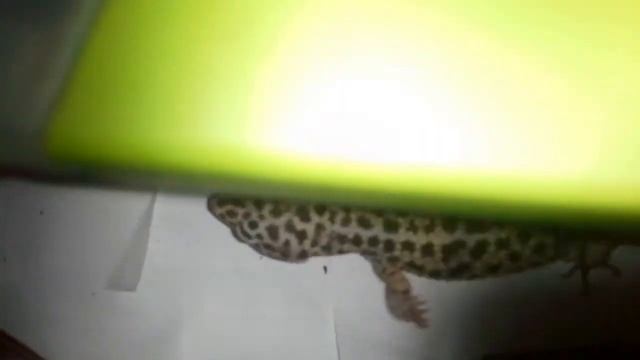 High yellow leopard geckos смотреть онлайн