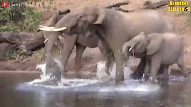 Herd Of Elephants Rescue Poor Baby Monkey From Leopard Hunting - Elephant vs Lion, Crocodile , Rhin смотреть онлайн