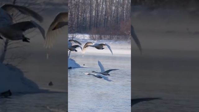 ♫. Димаш Кудайберген - «Любовь уставших лебедей»,муз. И. Крутого, стихи М.Гуцериева смотреть онлайн