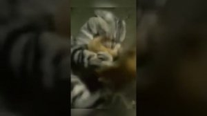 Marten vs cat Куница против кошки