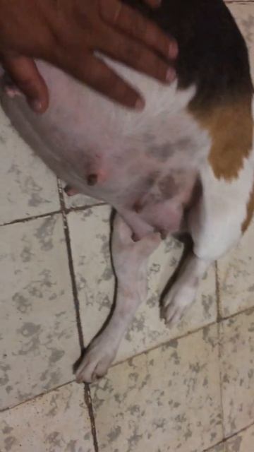 Beagle en ultimas semana de embarazo смотреть онлайн