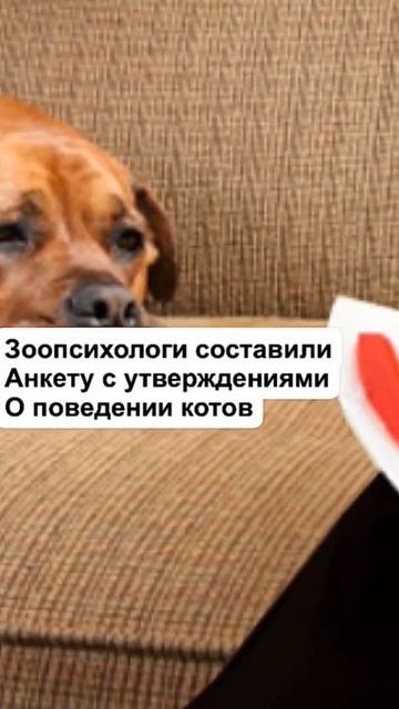 ВСЕ ДОМАШНИЕ КОТЫ ПСИХИ! смотреть онлайн