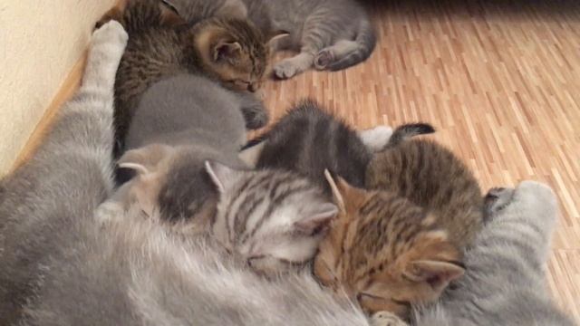 Урчащие малыши смотреть онлайн