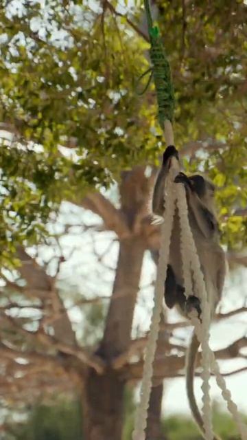 Funny Monkey | Youtube Shorts | Science And Nature. смотреть онлайн