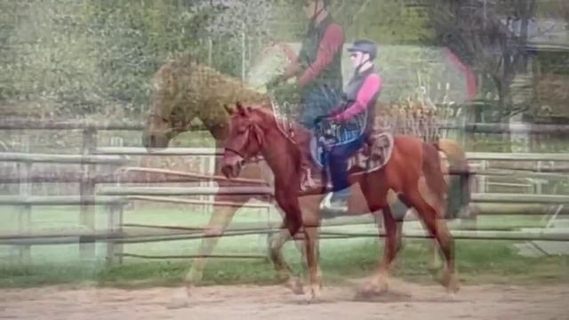 Tennessee Walking Horse Online Lesson 1- Zephyr смотреть онлайн