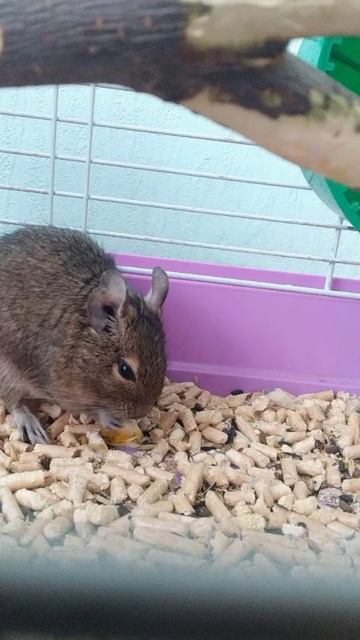 белка Дегу смотреть онлайн