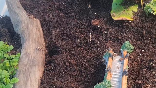 Pheidole yeensis неожиданный переезд смотреть онлайн