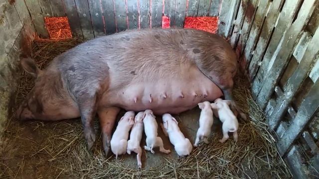 Опорос Рыжухи...Снова у нас КБ... смотреть онлайн